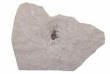 Fossil Fly (Diptera) - Ruby River Basin, Montana #216536-1